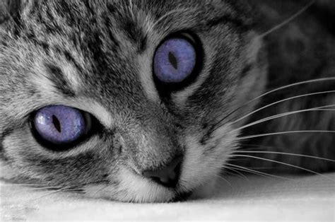 Purple Cat P Cats Fan Art 28315888 Fanpop