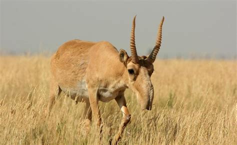 Scientists Uncover Secret Of Mass Mortality Event Of Endangered Saiga