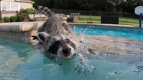 Baby Raccoon Learns To Swim Youtube In 2020 Baby