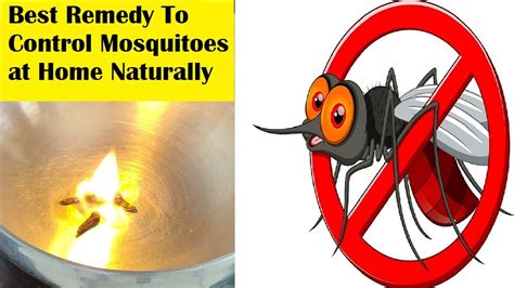 In 2 Minutes Say Good Bye To Mosquitoes Best Home Remedy To Repel