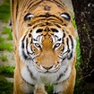 Tigre, Impresionantes fotos en HD del gran Felino