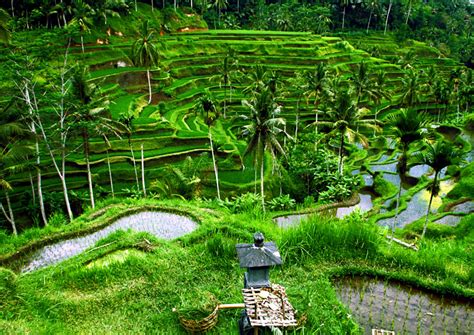Tegalalang Rice Terrace Bali Res Centre