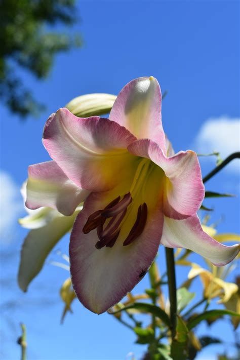 Photo Of The Bloom Of Lily Lilium Beijing Moon Posted By Pixie62560