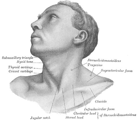 Anatomy Head And Neck Posterior Cervical Region Article