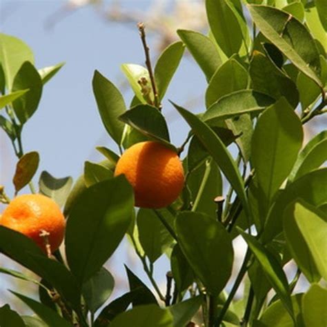 How To Care For A Mandarin Orange Tree Satsuma Tree Mandarin Tree