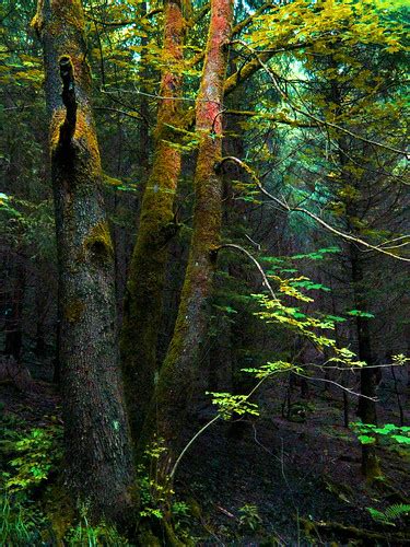 Mystical Woods Enchanted World Sabine Härtl Flickr