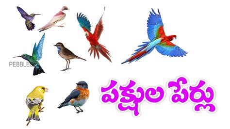 Birds Names In Telugu పక్షుల పేర్లు Learn Birds Names In Telugu