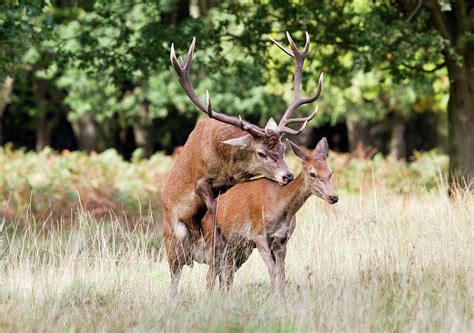 Red Deer Mating Photograph By John Devriesscience Photo Library Fine