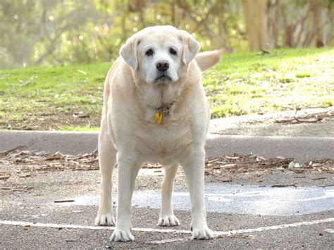 Find images of fat dog. Obesity in Dogs | Healthy Paws