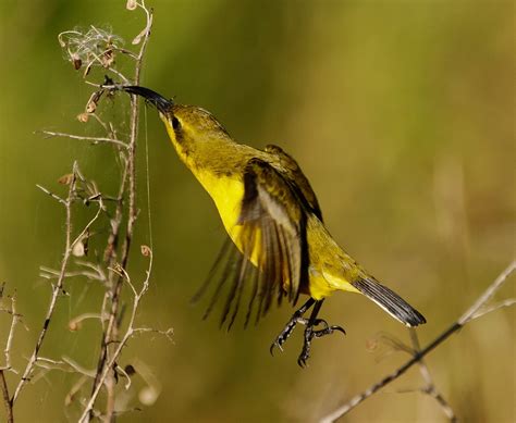 Yellow Bellied Sunbird Astroturf9 Flickr