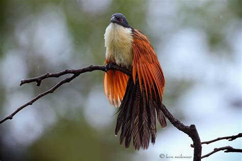 The Rainbird South African Birds Beautiful Birds Animals Beautiful
