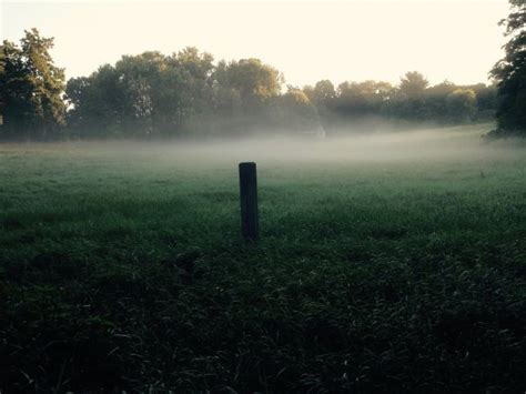 Free Images Sunrise Trees Fog Canon Xc10 Nature Tree Sky Woody