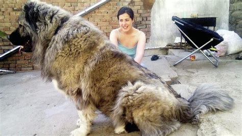 Russian Bear Dog A Detailed Guide Of Caucasian Shepherd Dog