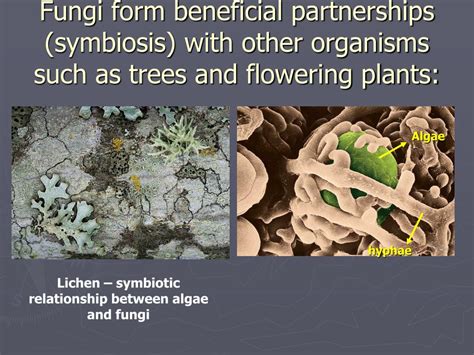 Ppt Fungi Powerpoint Presentation Free Download Id343187