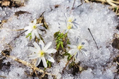 First Spring Flowers Among Snow In The Forest Stock Photo Image Of