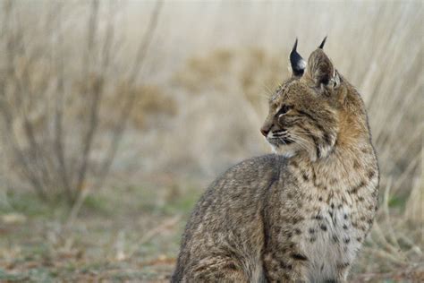 Bottle feeding is a psychologically important activity for these felines. Trail cam turns Texas bobcats into Facebook stars ...