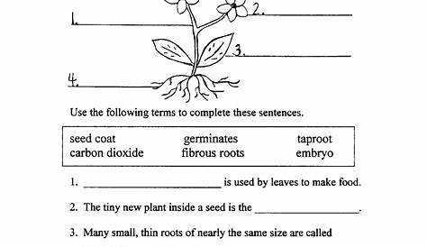 labeling parts of a plant worksheets
