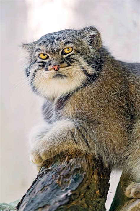 17 Best Images About Pallas Cat On Pinterest Jazz Kittens And The Wild