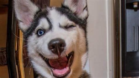 15 Pictures That Prove Siberian Huskies Are Perfect Weirdos Page 5 Of