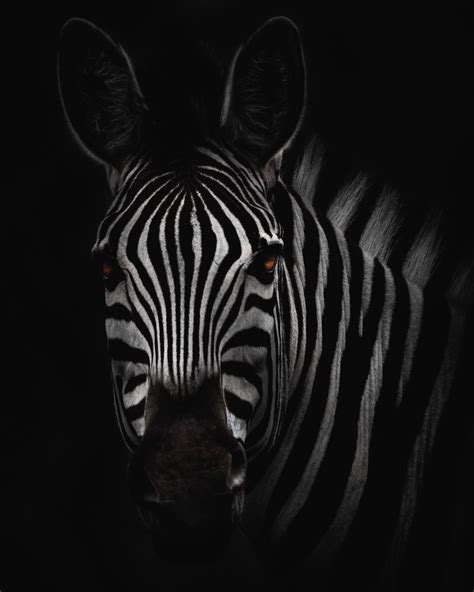 Staring Stripes Photo By Geran De Klerk Geran On Unsplash Zebra