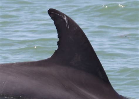 Dolphin Dorsal Fin Twins Are Not Uncommon Clearwater Marine Aquarium