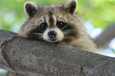 Free Photo Raccoon Cute Animal Wildlife Free Image On Pixabay