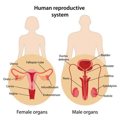 The Expert Guide To Taking Care Of Your Reproductive Health Femina In