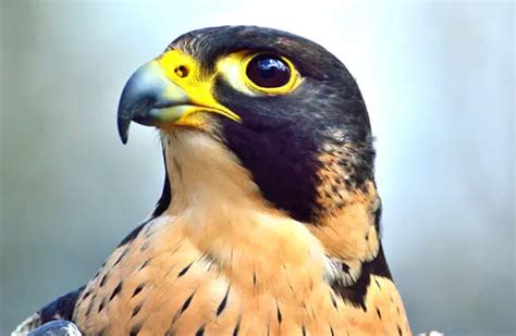 Falcon Description Habitat Image Diet And Interesting Facts