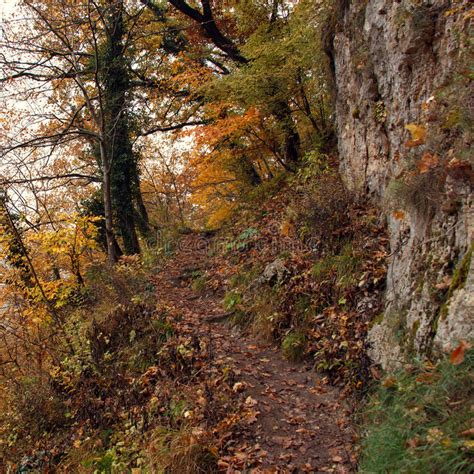 Narrow Trail Between Trees Rocks And Abyss Stock Image Image Of