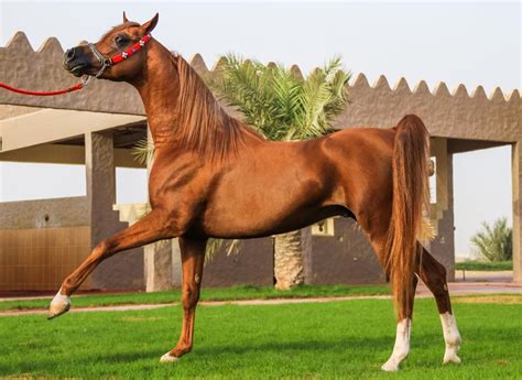Sea horse malaysia, petaling jaya, malaysia. The Arabian: Equine Perfection Defined