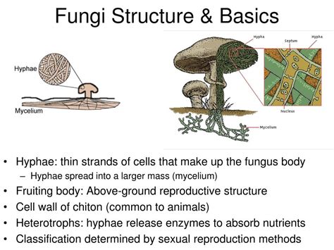 Ppt Kingdom Fungi Powerpoint Presentation Free Download Id5365741