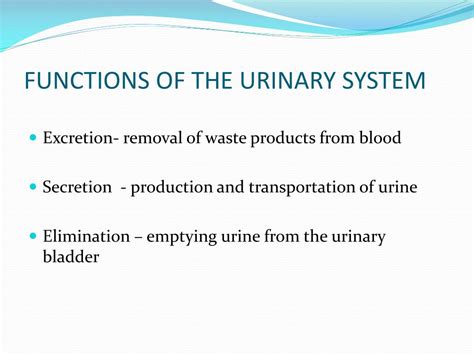 Ppt Anatomy And Physiology Of The Urinary System