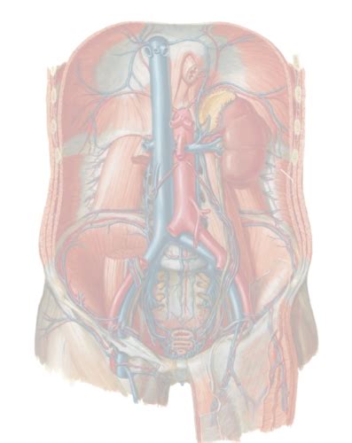 The Posterior Abdominal Wall And Retroperitoneal Organs Flashcards