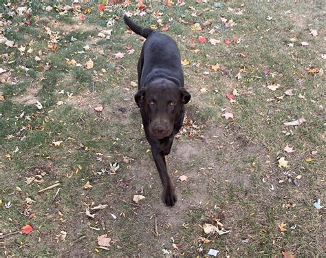 Please don't be mislead by mistaken by people ruining our breed that we try to perfect! Labrador Retriever Puppies For Sale | Waterford Township, MI #339672