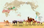 Camels are Grasslanders | Grassland Groupies
