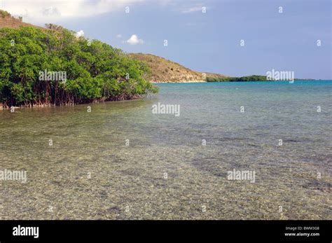 Mangroves Puerto Rico Banque De Photographies Et Dimages à Haute