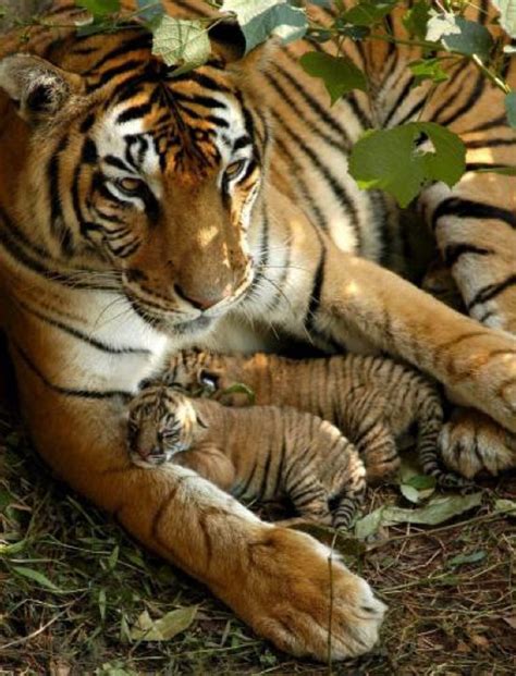 Tiger Mother And Cubs Animals Wild Animals Beautiful Cute Animals