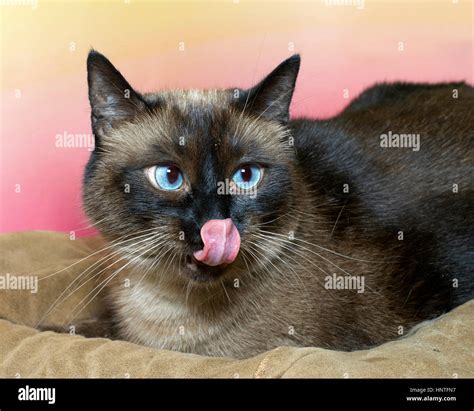 Very Large Overweight Siamese Cat On A Pink And Yellow Background With