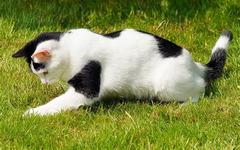 Black And White Cat Facts 13 Cool Facts About Black And White Breeds