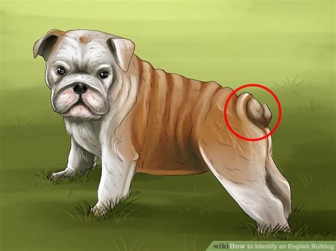 Do Bulldogs Have Tails