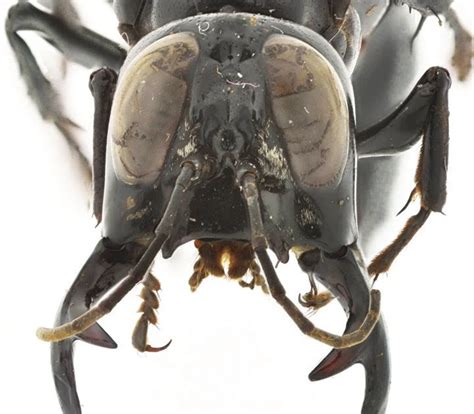 New Wasp Species Discovered In Indonesia Megalara Garuda The King Of Wasps