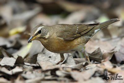 Eyebrowed thrush (turdus obscurus) is a bird which belongs to the family of turdidés and the order of eyebrowed thrush. Immature female Eyebrowed Thrush photo - Ingo Waschkies ...