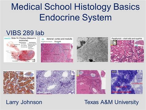 Medical School Histology Basics Endocrine System Youtube
