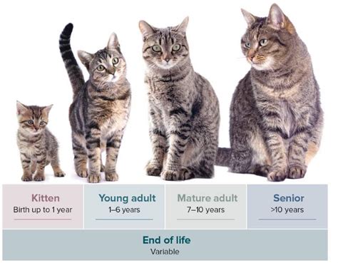 Cat Age Progression Responsekum