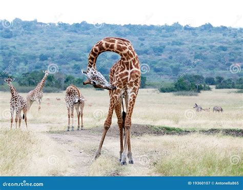 Giraffe Giraffa Camelopardalis Stock Image Image Of Savanna Park