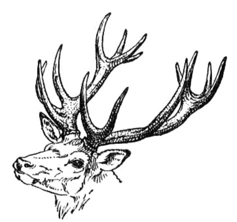 Deer Line Drawing Images Albrecht Contour Cross Durer Dürer Drawing