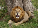 File:Lion in masai mara.jpg - Wikipedia