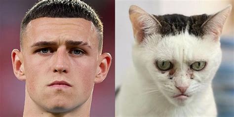 This Cat Is A Dead Ringer For Phil Foden Indy100