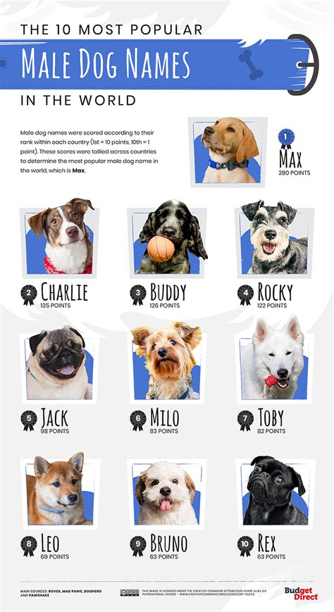 The Most Popular Dog Names Around The World Insurance Solved Blog