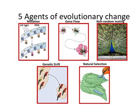 Mechanisms Of Evolution